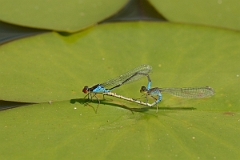 David Plant Photography - Wildlife Photography - Small red-eyed damselfly - A